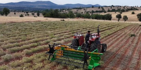 guneysinirda-kekik-hasadi-kurakliga-direncli-tarimda-yeni-donem-IqmXQEVH.webp