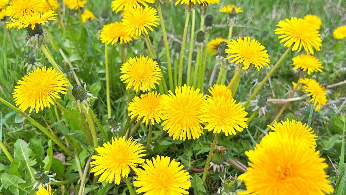 Karaciğer Sağlığı ve Ödem Atımı