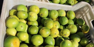 turkiye-mandalina-ihracatinda-tarihi-cikis-ocakekim-2025-zirveye-kostu-8zS7lHOi.jpg