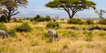 Kenya Savanında 18 Yıl Süren Büyük Otçul Deneyinin Sonuçları Açıklandı