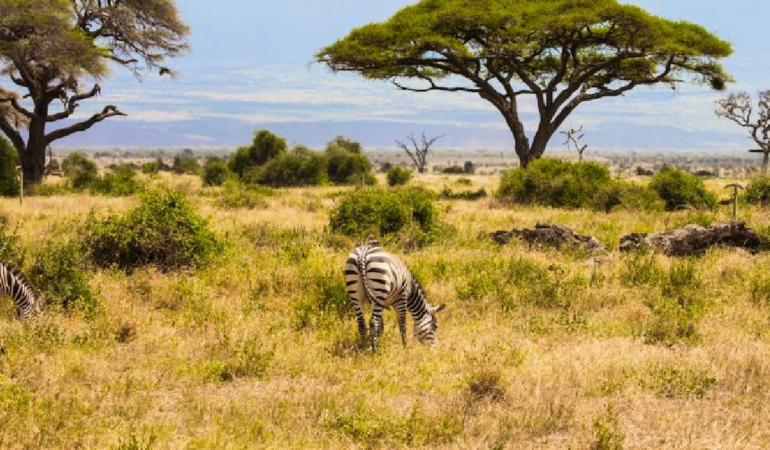 Kenya Savanında 18 Yıl Süren Büyük Otçul Deneyinin Sonuçları Açıklandı