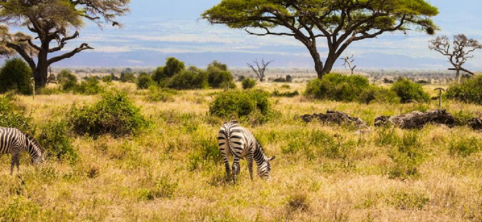 Kenya Savanında 18 Yıl Süren Büyük Otçul Deneyinin Sonuçları Açıklandı