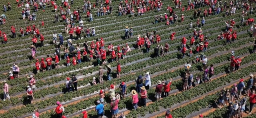 Avustralya'daki Çilek Çiftliğinde 1522 Kişinin Katılımıyla Guinness Dünya Rekoru Kırıldı