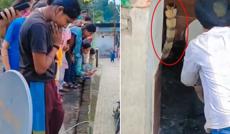 Hindistan'da Bir Evin Klozetinde Görülen Dev Kobra Panik Yarattı